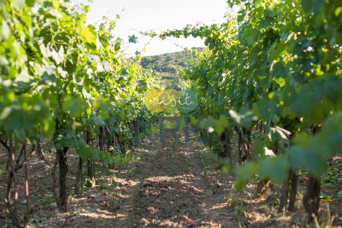 Meet the wines of the island of Krk!