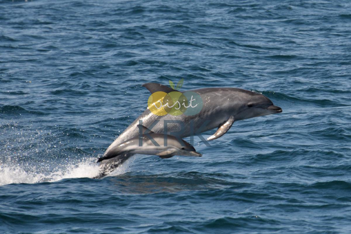 Where can we see dolphins on the island Krk?