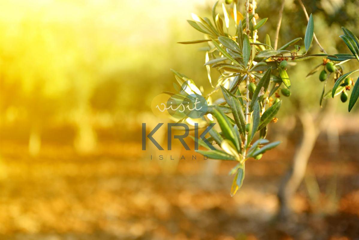 Everything you wanted to know about olives of the island of Krk!